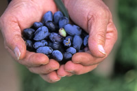 Freshly picked olives