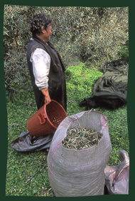 Picking Olives