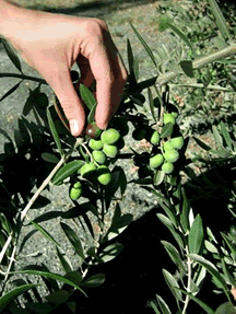 Olive Picking