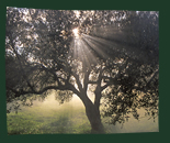 Olive tree