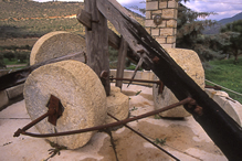 Olive Press